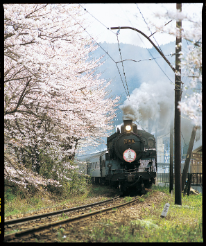 桜の見ごろ 家山の桜トンネル 翠紅苑ブログ